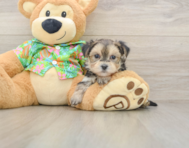 5 week old Morkie Puppy For Sale - Windy City Pups
