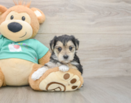 6 week old Morkie Puppy For Sale - Windy City Pups