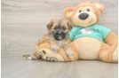 Morkie Puppy for Adoption