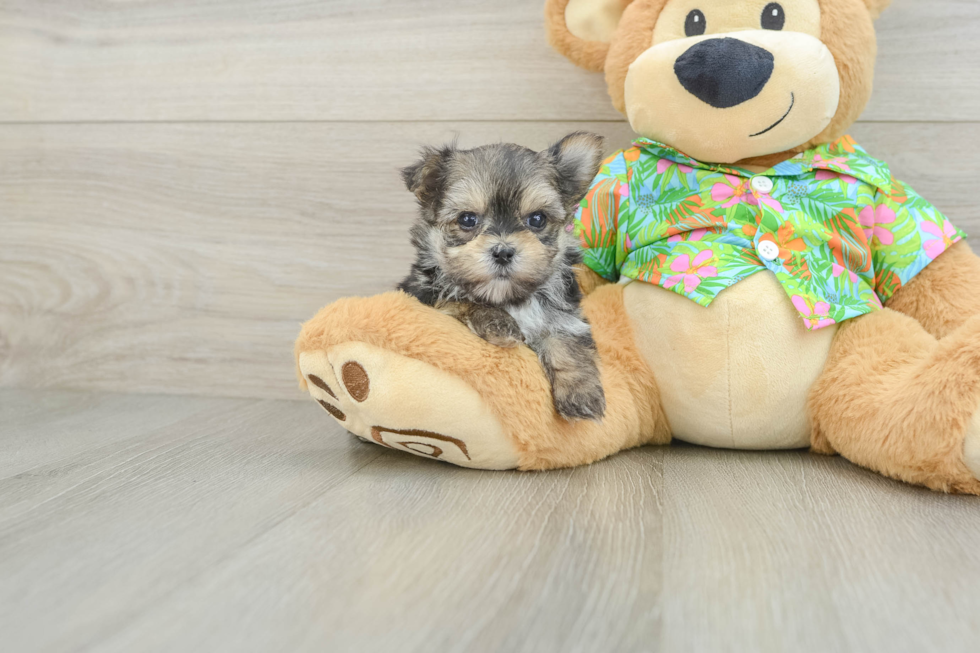 Adorable Maltese Yorkie Mix Designer Puppy