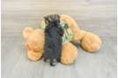 Sweet Morkie Baby