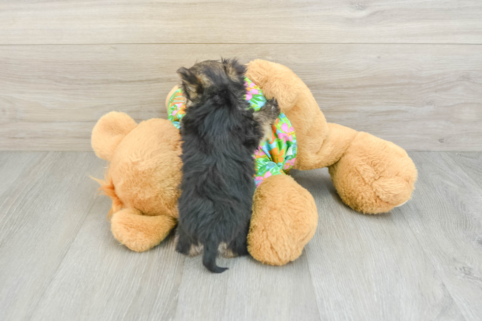 Sweet Morkie Baby