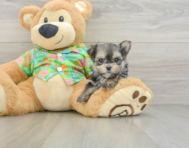 5 week old Morkie Puppy For Sale - Windy City Pups
