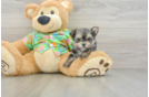 Morkie Puppy for Adoption