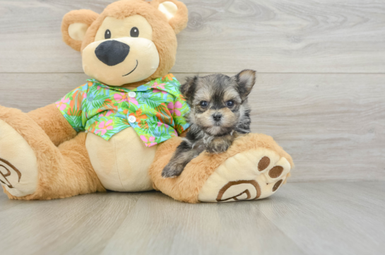 Morkie Puppy for Adoption