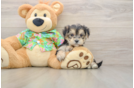 Petite Morkie Designer Pup