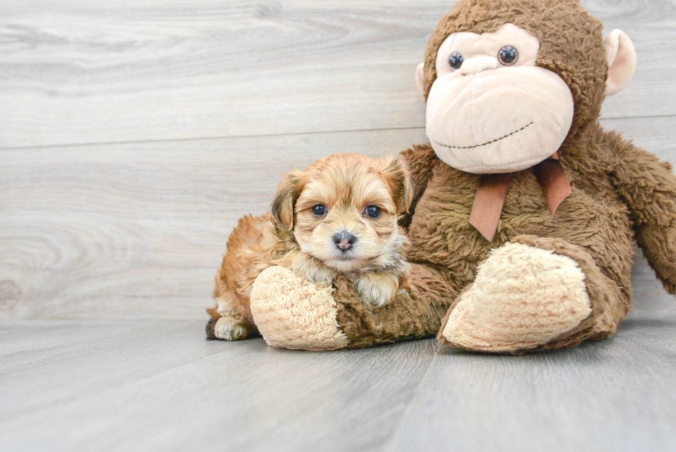 Morkie Pup Being Cute