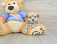 5 week old Morkie Puppy For Sale - Windy City Pups