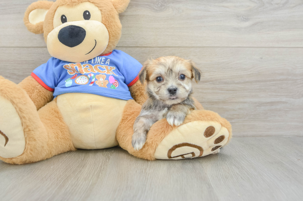 5 week old Morkie Puppy For Sale - Windy City Pups