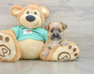 6 week old Morkie Puppy For Sale - Windy City Pups