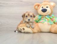 5 week old Morkie Puppy For Sale - Windy City Pups