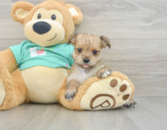 6 week old Morkie Puppy For Sale - Windy City Pups