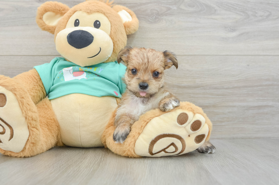 6 week old Morkie Puppy For Sale - Windy City Pups