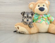 7 week old Morkie Puppy For Sale - Windy City Pups