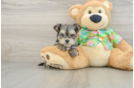 Adorable Yorkiemalt Designer Puppy