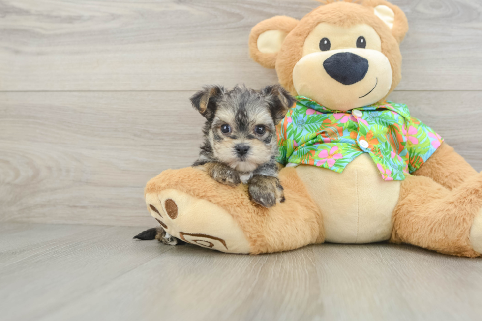 Adorable Yorkiemalt Designer Puppy