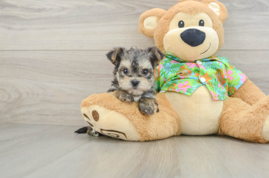Adorable Yorkiemalt Designer Puppy