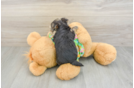Morkie Pup Being Cute