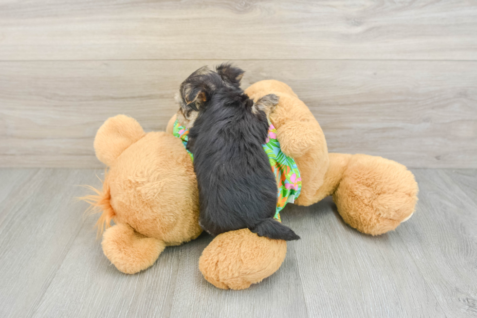Morkie Pup Being Cute
