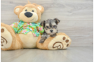 Morkie Puppy for Adoption