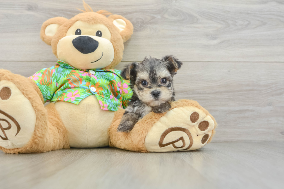 Morkie Puppy for Adoption