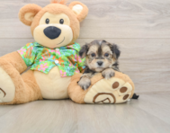 5 week old Morkie Puppy For Sale - Windy City Pups