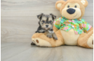 Hypoallergenic Yortese Designer Puppy