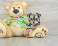 7 week old Morkie Puppy For Sale - Windy City Pups