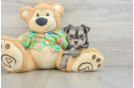 Hypoallergenic Maltiyork Designer Puppy