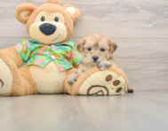 5 week old Morkie Puppy For Sale - Windy City Pups