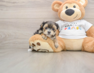 5 week old Morkie Puppy For Sale - Windy City Pups