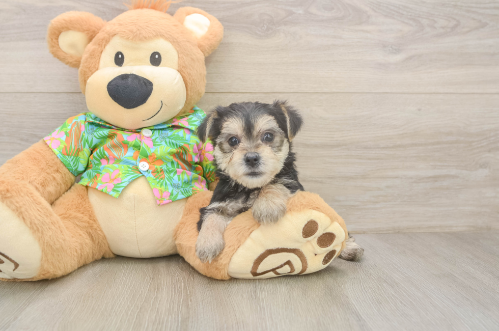 5 week old Morkie Puppy For Sale - Windy City Pups