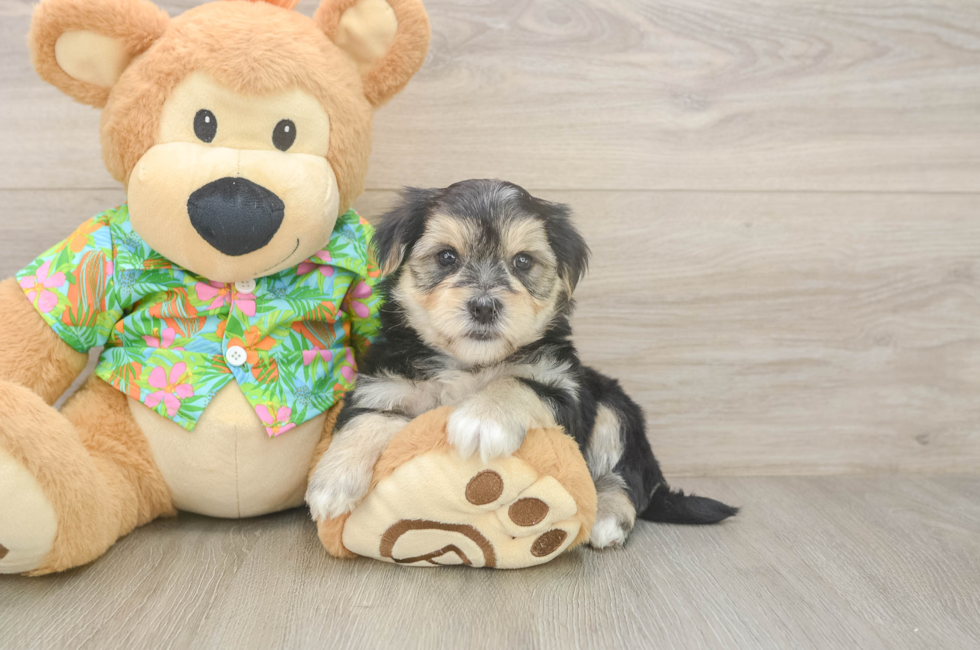 5 week old Morkie Puppy For Sale - Windy City Pups