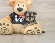 6 week old Morkie Puppy For Sale - Windy City Pups
