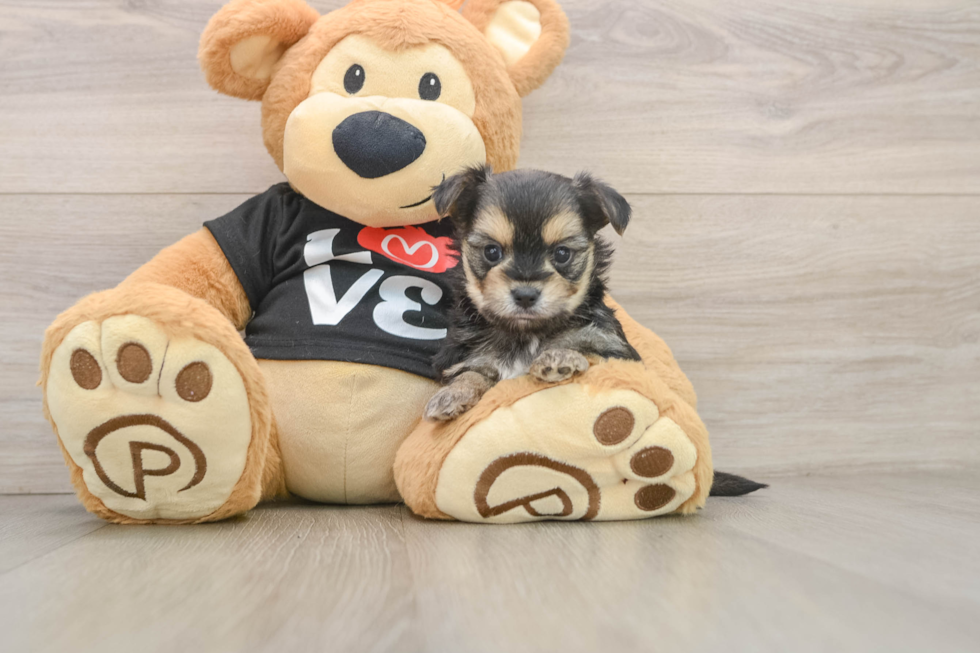 Best Morkie Baby