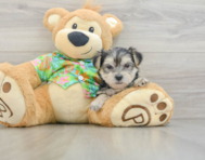 9 week old Morkie Puppy For Sale - Windy City Pups