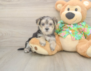 8 week old Morkie Puppy For Sale - Windy City Pups