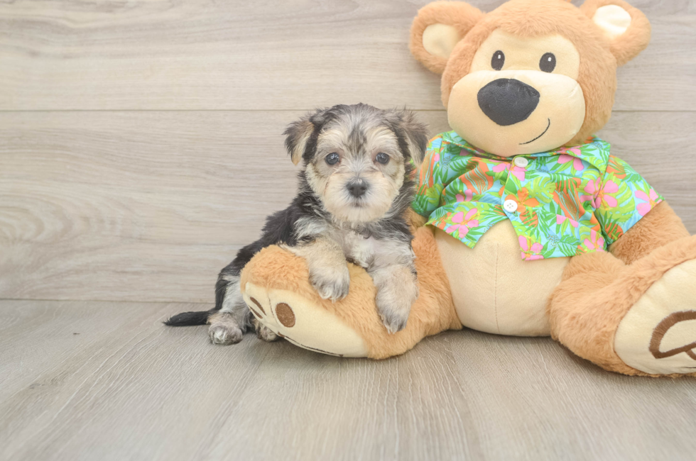 5 week old Morkie Puppy For Sale - Windy City Pups