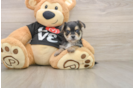 Energetic Yorkiemalt Designer Puppy