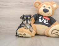 6 week old Morkie Puppy For Sale - Windy City Pups