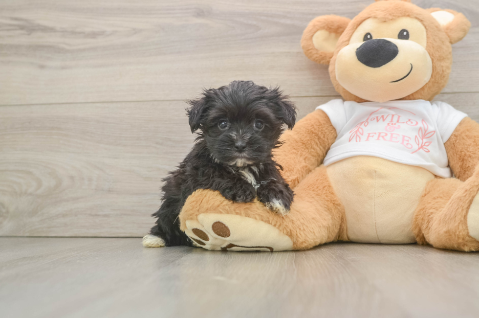 6 week old Morkie Puppy For Sale - Windy City Pups