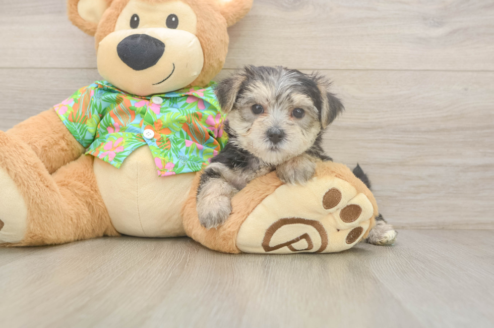 5 week old Morkie Puppy For Sale - Windy City Pups