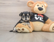 6 week old Morkie Puppy For Sale - Windy City Pups