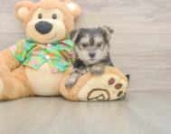 8 week old Morkie Puppy For Sale - Windy City Pups