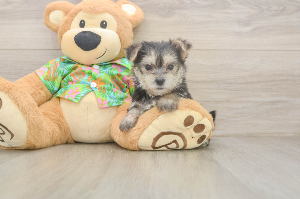 5 week old Morkie Puppy For Sale - Windy City Pups