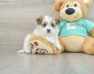 6 week old Morkie Puppy For Sale - Windy City Pups