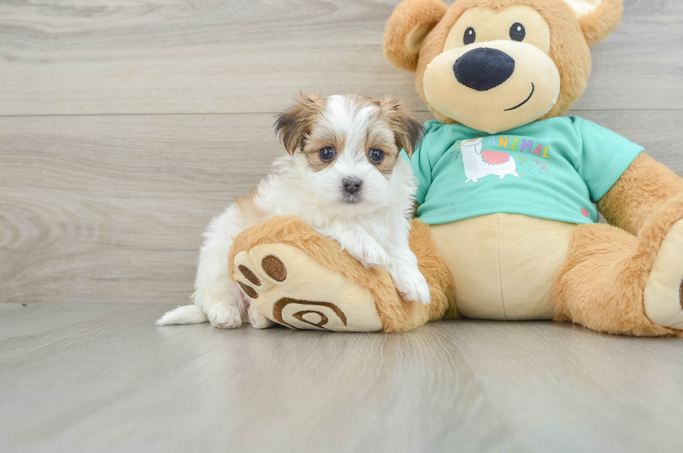 6 week old Morkie Puppy For Sale - Windy City Pups