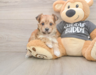 8 week old Morkie Puppy For Sale - Windy City Pups