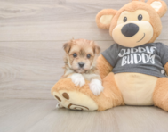 8 week old Morkie Puppy For Sale - Windy City Pups
