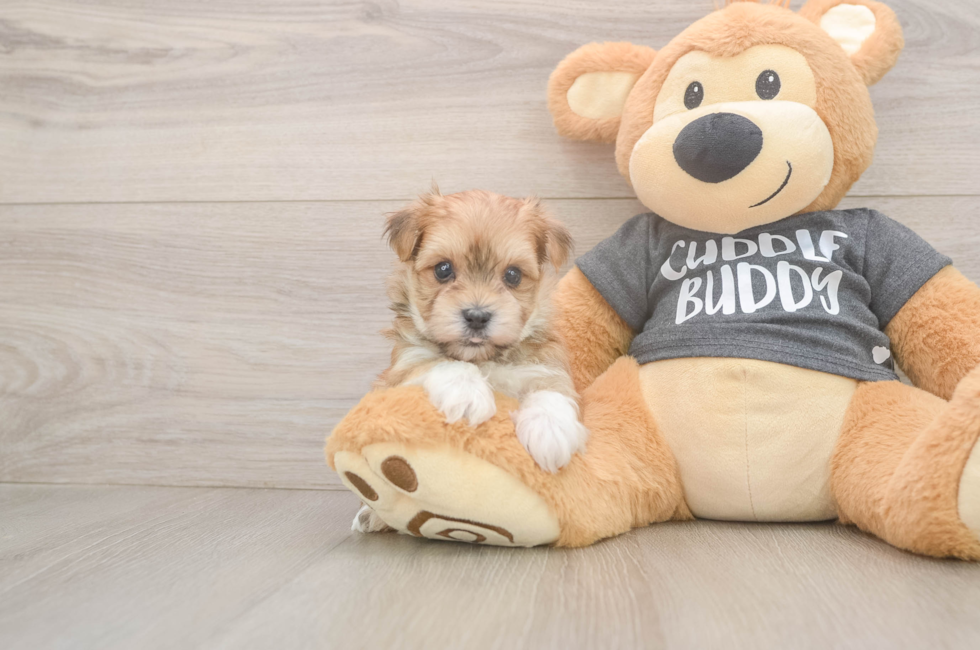 6 week old Morkie Puppy For Sale - Windy City Pups